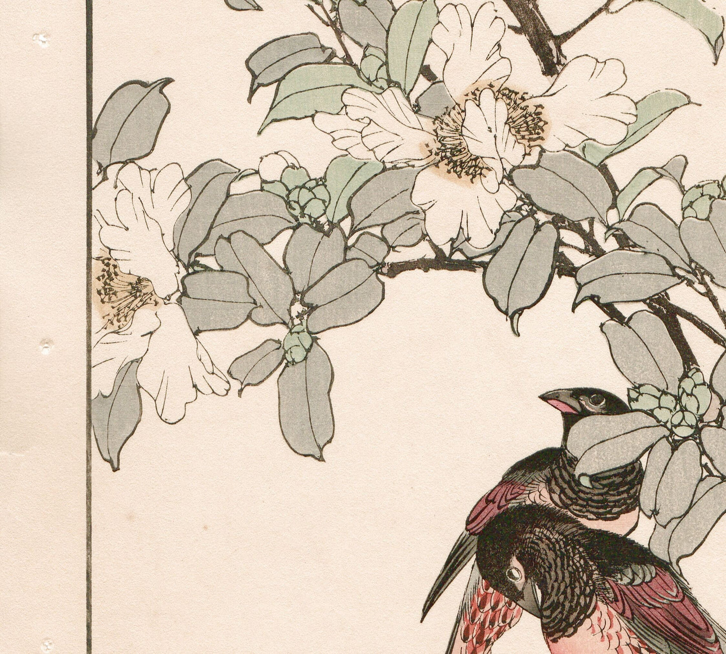 Japanese Antique Original Woodcut Print, 1892, Imao Keinen, "Sasanqua, Bunkicho"