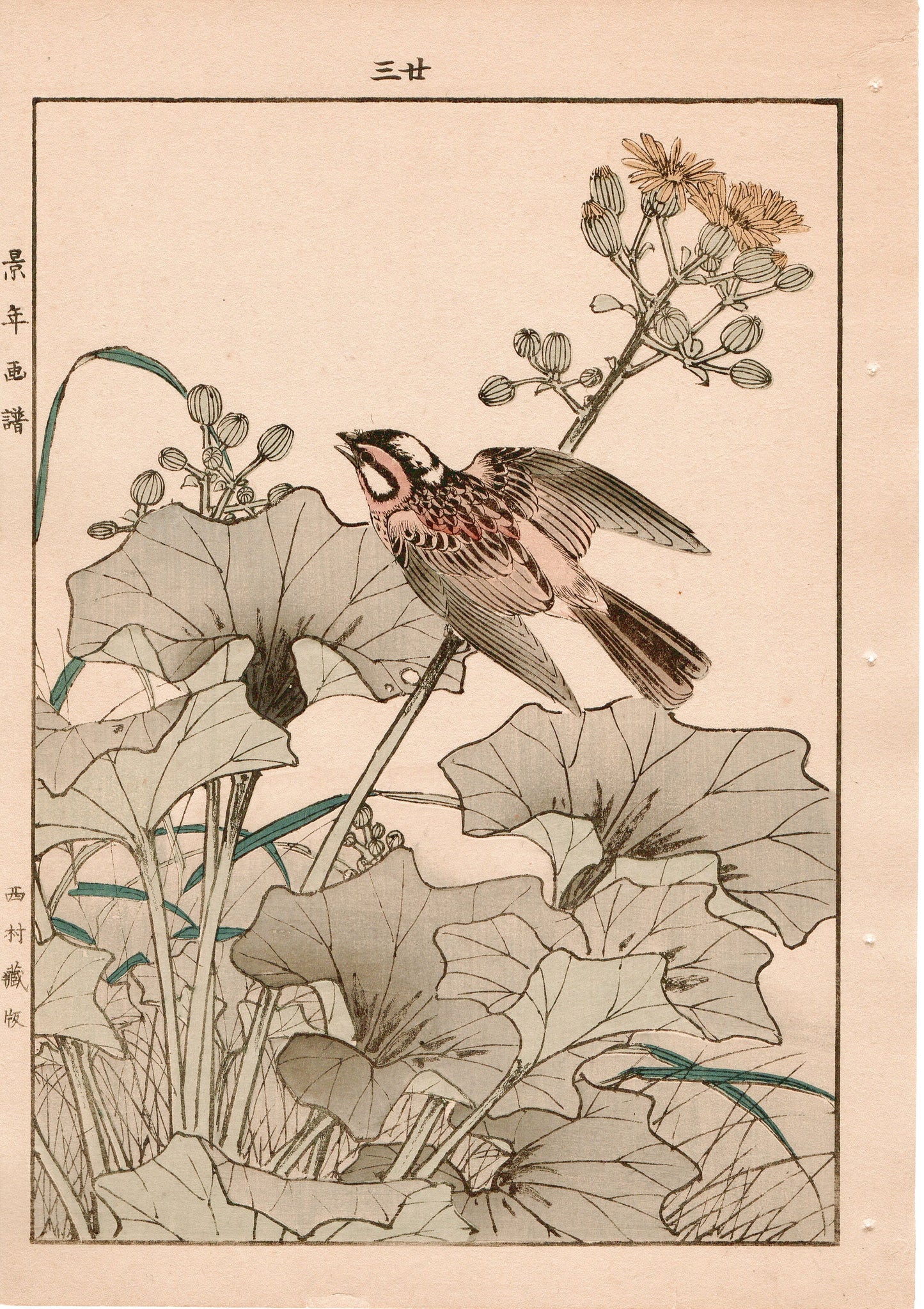 Japanese Antique Original Woodcut Print, 1892, Imao Keinen, "Farfugium japonicum, Meadow bunting"
