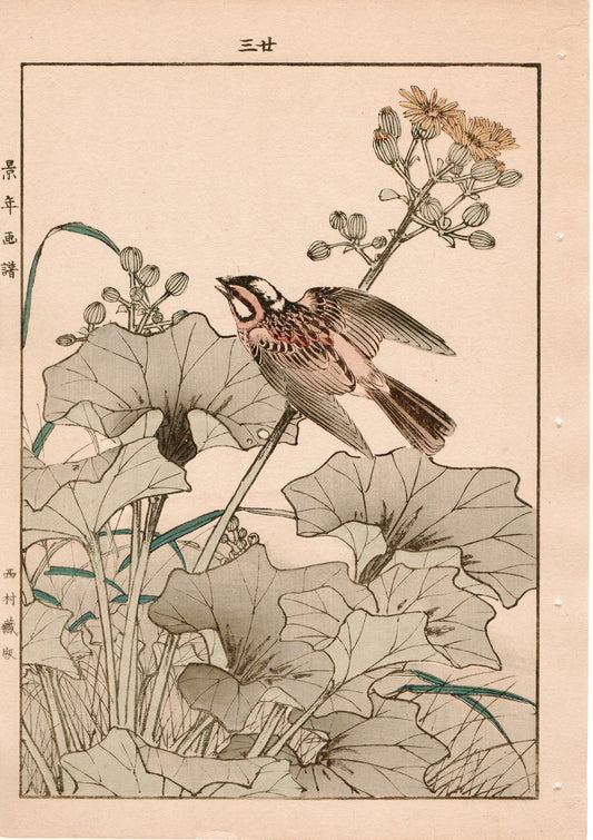 Japanese Antique Original Woodcut Print, 1892, Imao Keinen, "Farfugium japonicum, Meadow bunting"