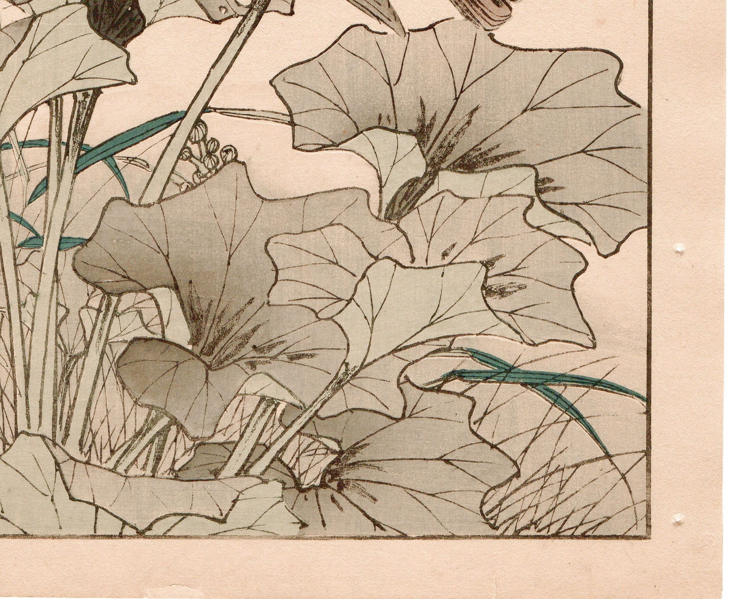 Japanese Antique Original Woodcut Print, 1892, Imao Keinen, "Farfugium japonicum, Meadow bunting"
