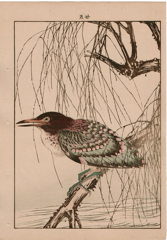 Japanese Antique Original Woodcut Print, 1892, Imao Keinen, "Withy, Black-crowned night heron"