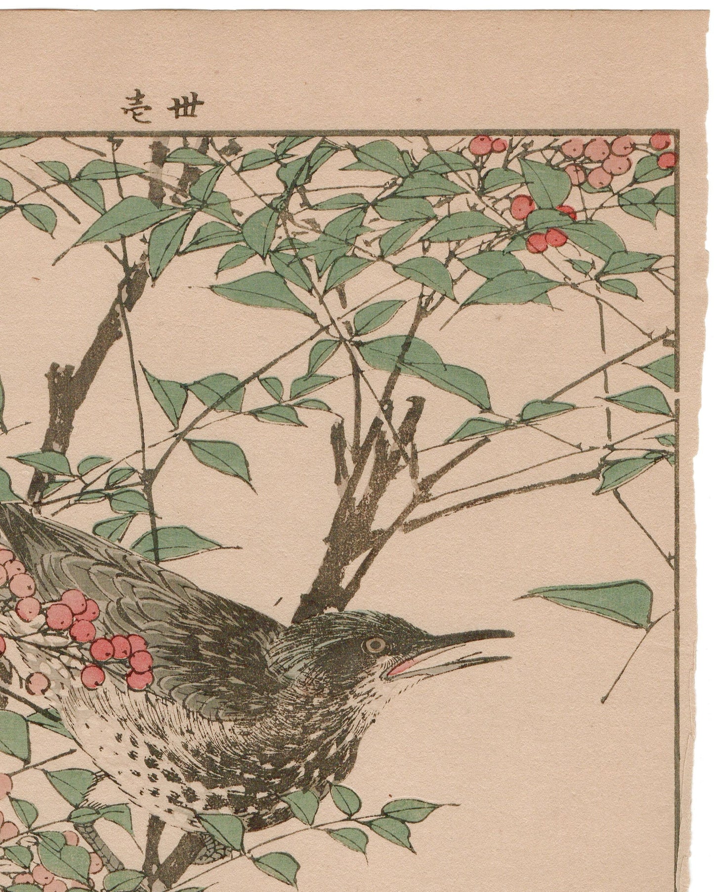 Japanese Antique Original Woodcut Print, 1892, Imao Keinen, "Heavenly bamboo, Bulbul"