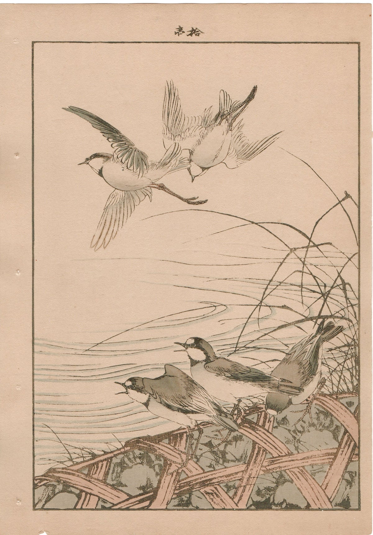 1892, Japanese Antique Original Woodblock Print,  Imao Keinen, "Thatch, River plover"