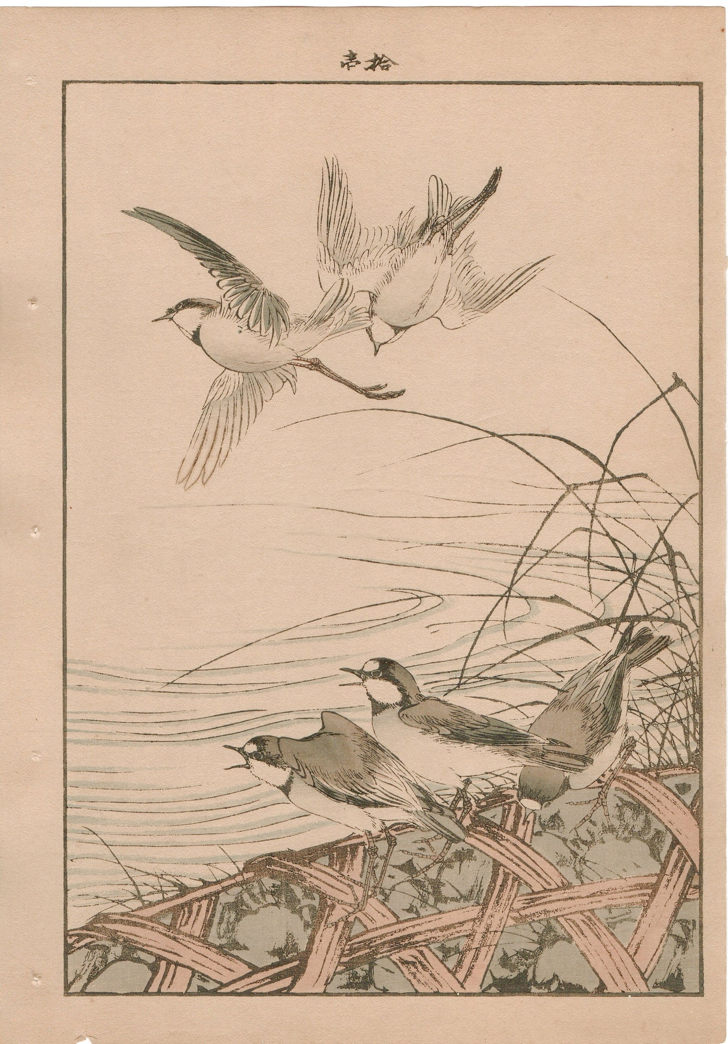 1892, Japanese Antique Original Woodblock Print,  Imao Keinen, "Thatch, River plover"