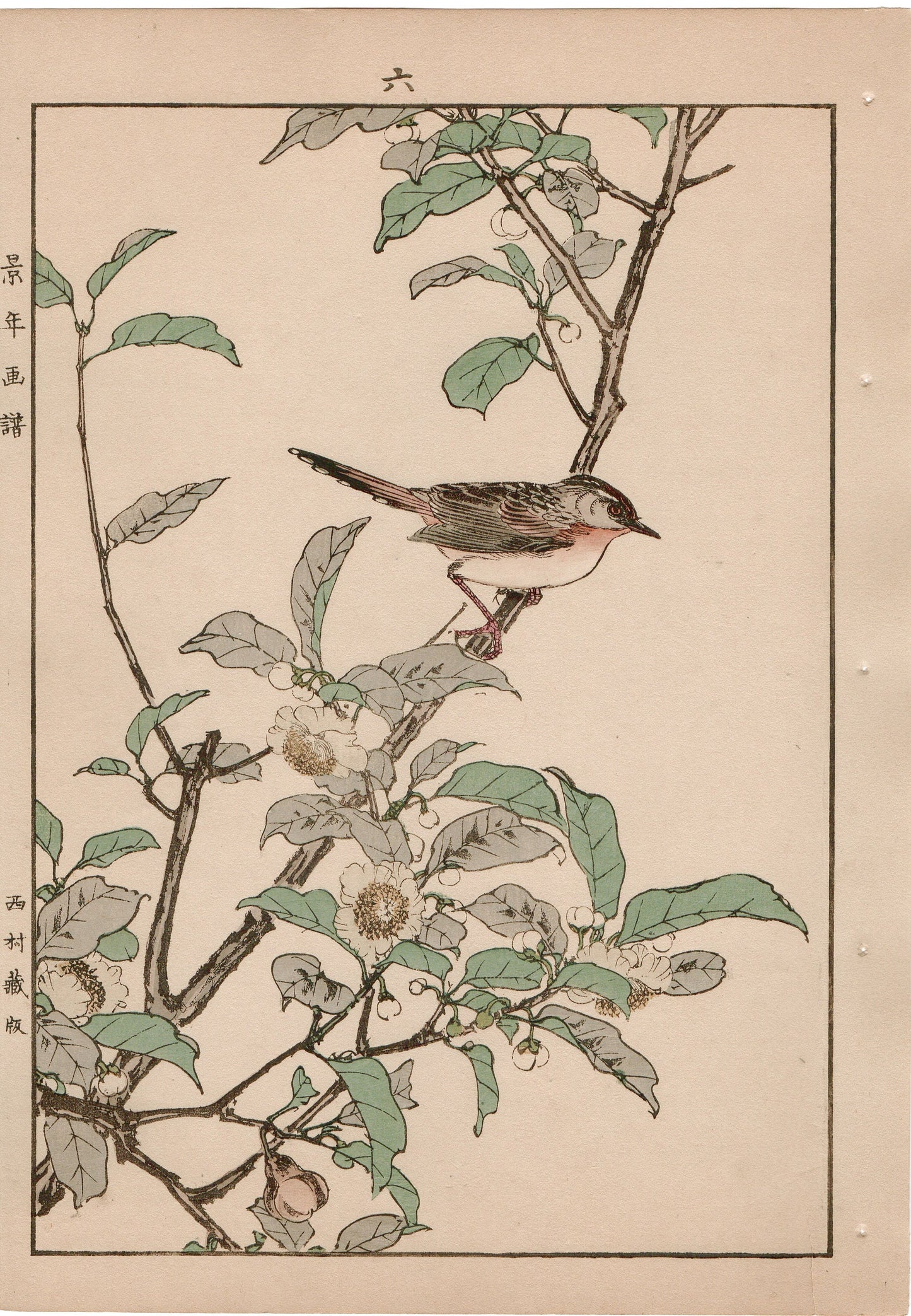 Japanese Antique Original Woodcut Print, 1892, Imao Keinen, "Tea flowers, Grassbirds"