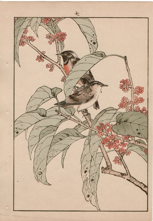 Japanese Antique Original Woodcut Print, 1892, Imao Keinen, "Tamamizuki, Ryukyu's chats"