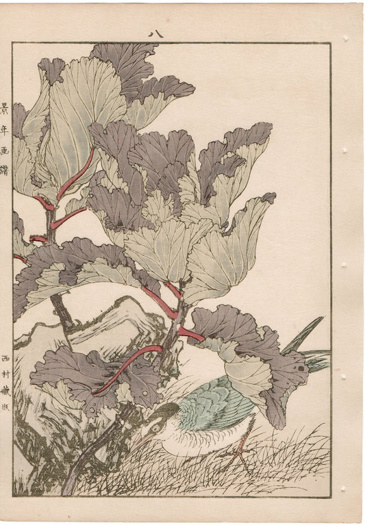 Japanese Antique Original Woodcut Print, 1892, Imao Keinen, "Flowering kale, Kawarabashiri"