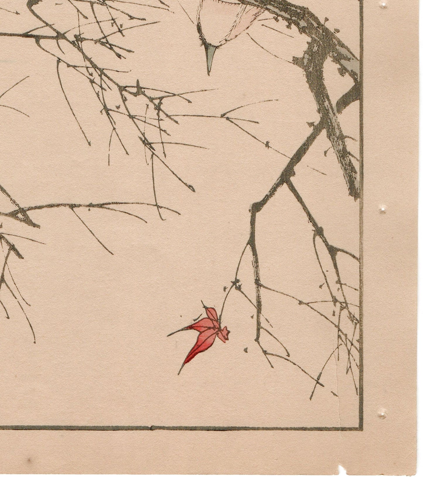 Japanese Antique Original Woodcut Print, 1892, Imao Keinen, "Maple, Chestnut-cheeked starling"
