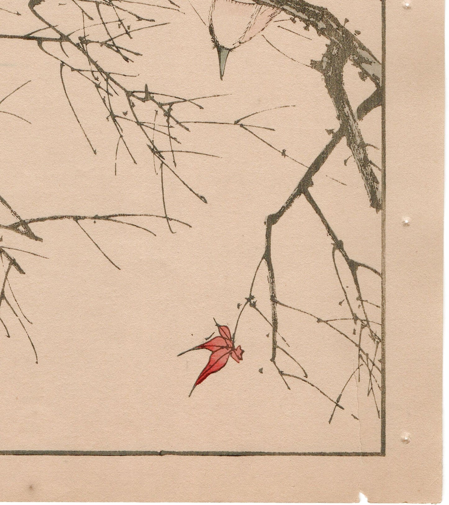 Japanese Antique Original Woodcut Print, 1892, Imao Keinen, "Maple, Chestnut-cheeked starling"