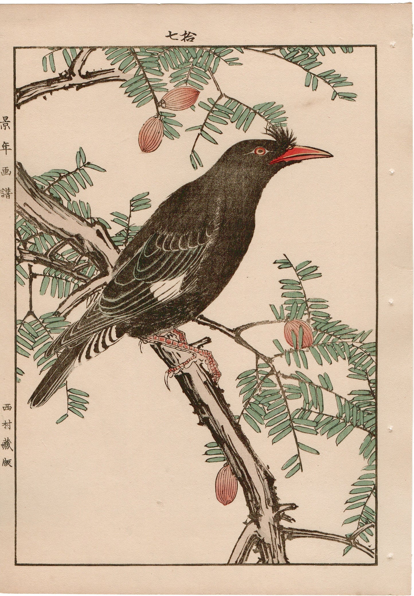 Japanese Antique Original Woodcut Print, 1892, Imao Keinen, "Japanese nutmeg tree, Crested myna"