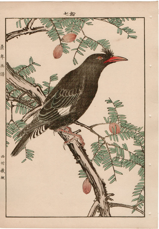 Japanese Antique Original Woodcut Print, 1892, Imao Keinen, "Japanese nutmeg tree, Crested myna"