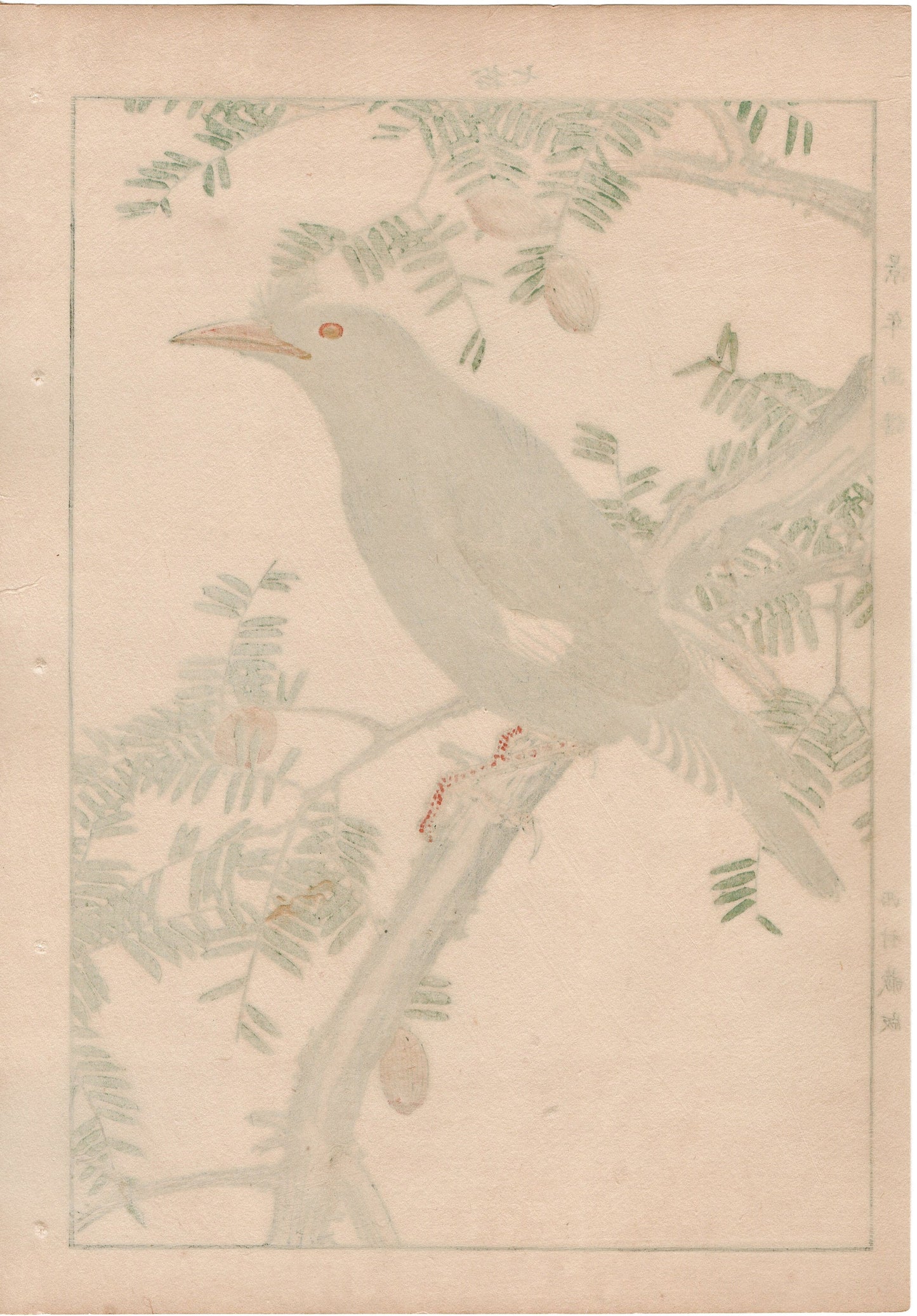 Japanese Antique Original Woodcut Print, 1892, Imao Keinen, "Japanese nutmeg tree, Crested myna"