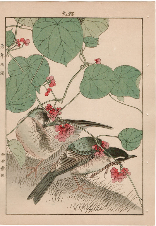 Japanese Antique Original Woodcut Print, 1892, Imao Keinen, "Stephania japonica, Brown-headed thrush"