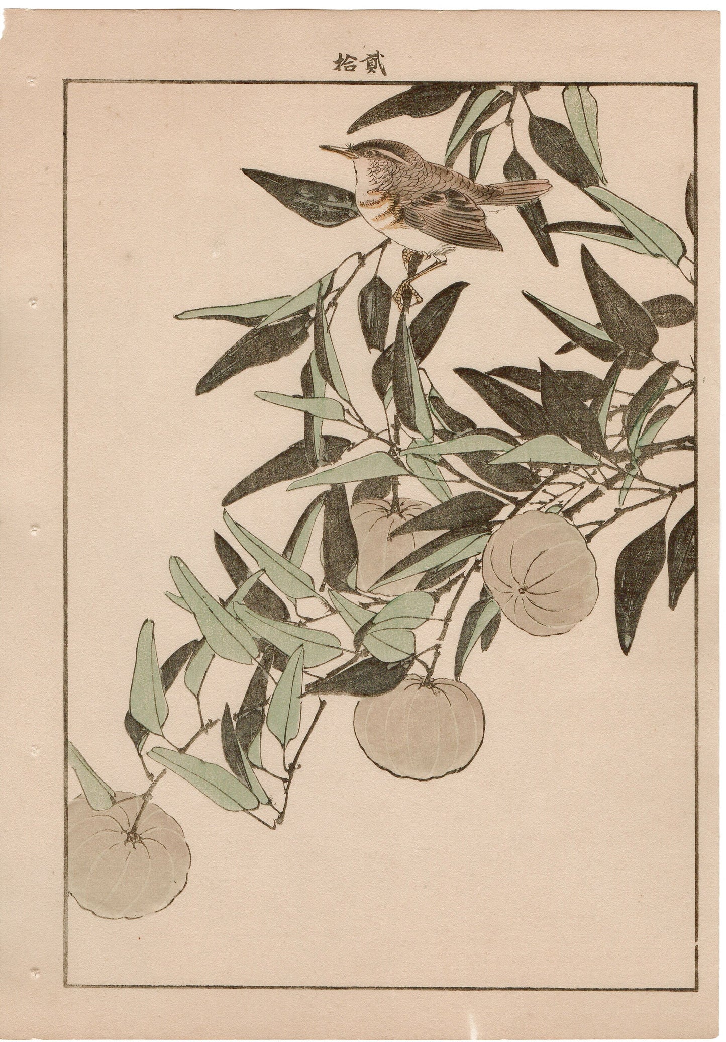 Japanese Antique Original Woodcut Print, 1892, Imao Keinen, "Kouji, Zitting cisticola"