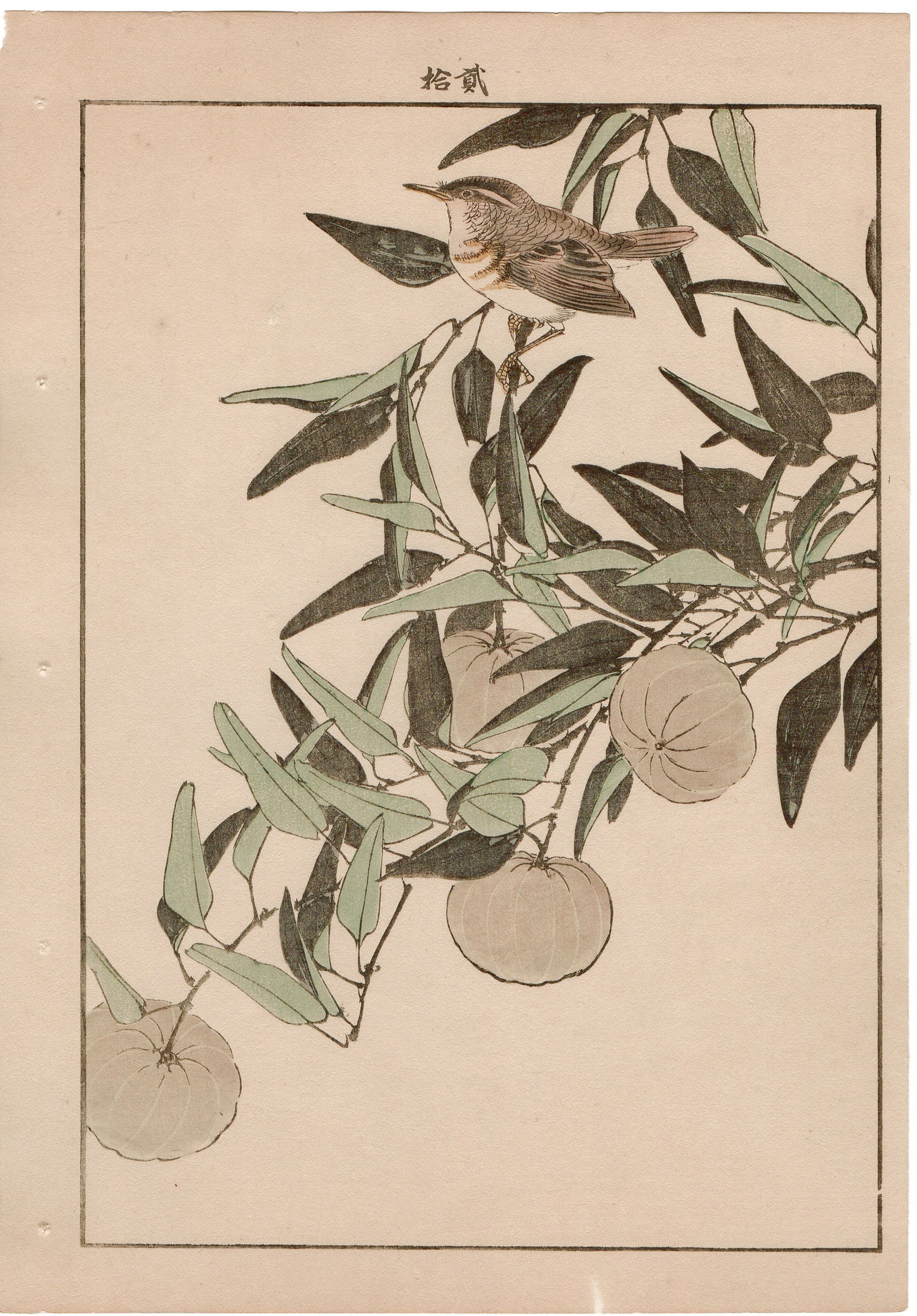 Japanese Antique Original Woodcut Print, 1892, Imao Keinen, "Kouji, Zitting cisticola"