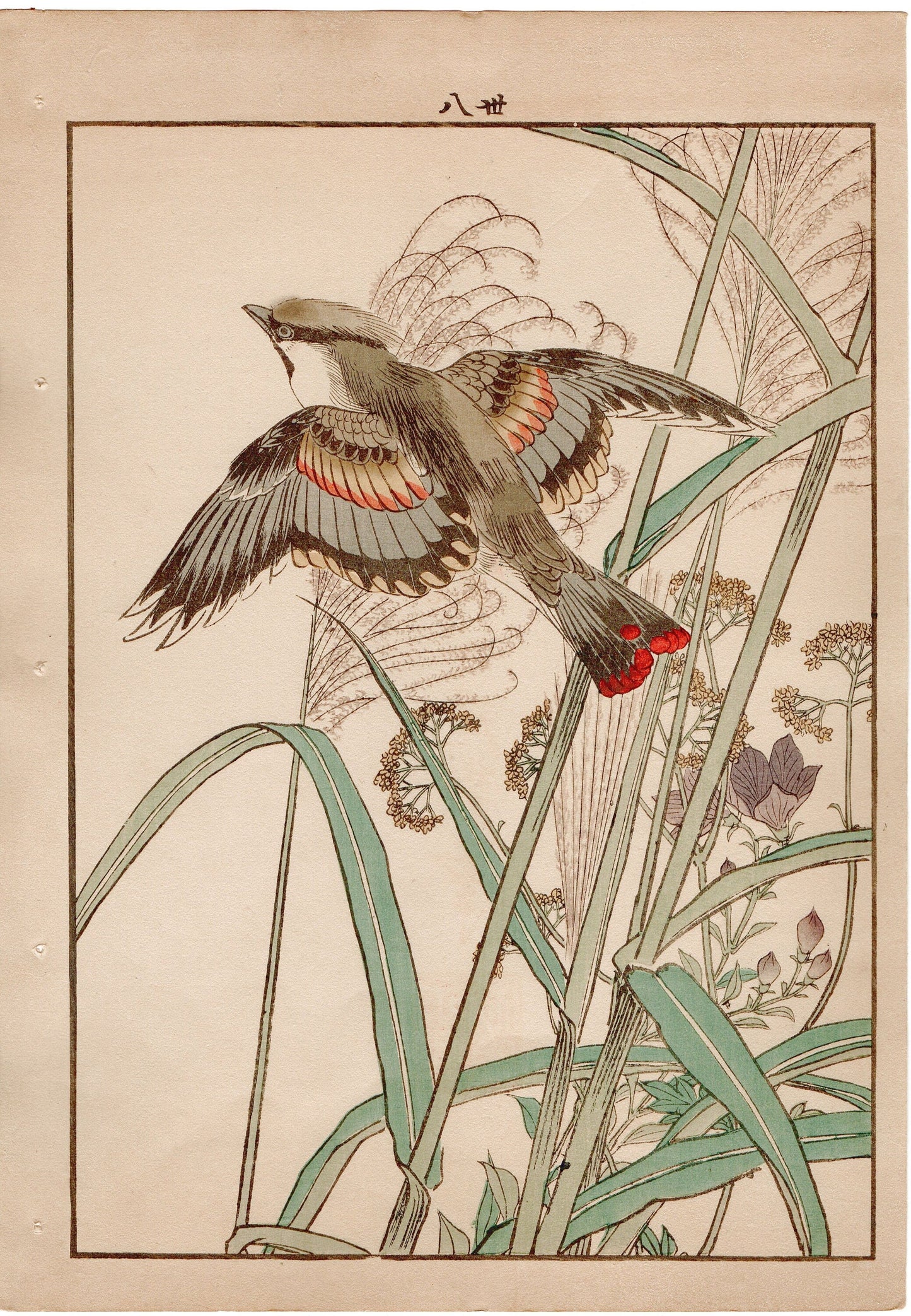 Japanese Antique Original Woodcut Print, 1892, Imao Keinen, "Japanese silver grass, Japanese waxwing"