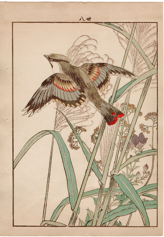 Japanese Antique Original Woodcut Print, 1892, Imao Keinen, "Japanese silver grass, Japanese waxwing"
