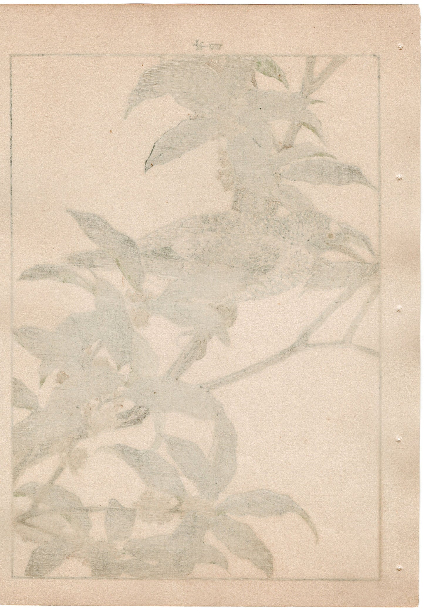 Japanese Antique Original Woodcut Print, 1892, Imao Keinen, "Fragrant orange-colored olive, Kamchatka leaf warbler"