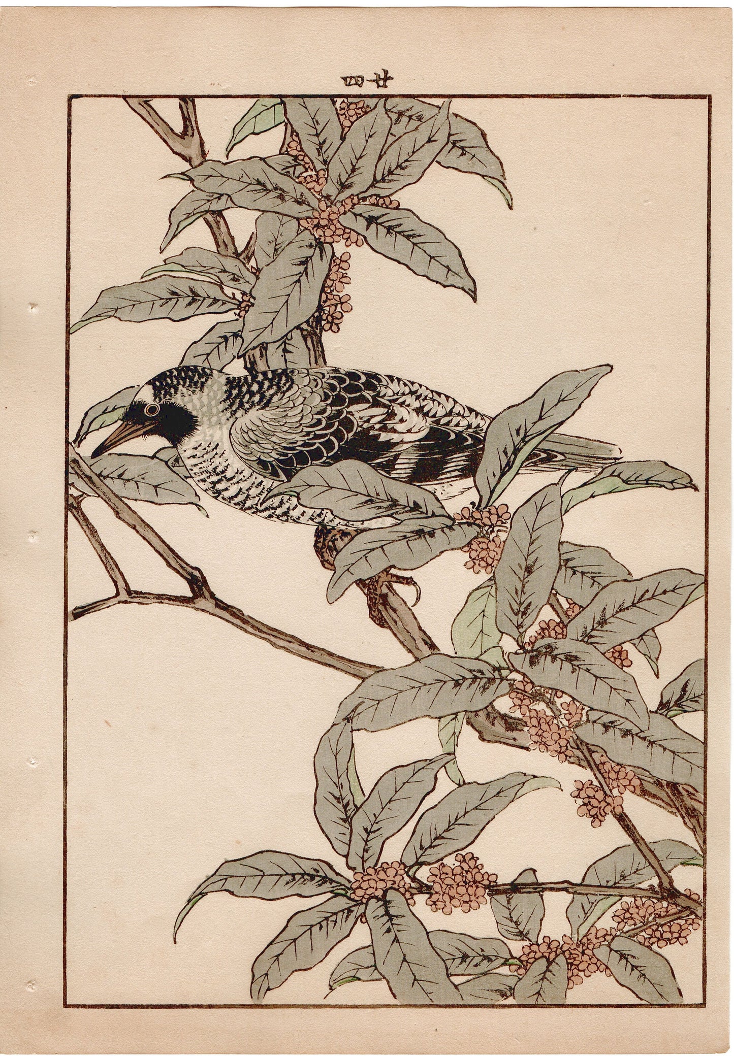 Japanese Antique Original Woodcut Print, 1892, Imao Keinen, "Fragrant orange-colored olive, Kamchatka leaf warbler"