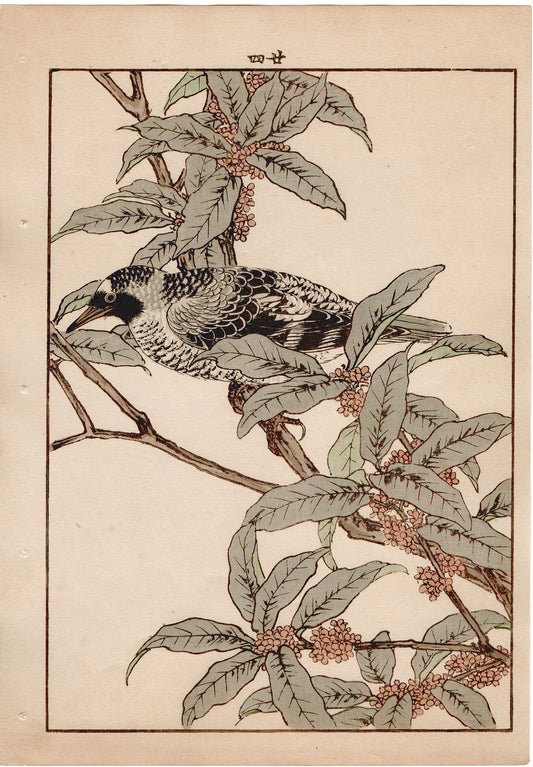 Japanese Antique Original Woodcut Print, 1892, Imao Keinen, "Fragrant orange-colored olive, Kamchatka leaf warbler"