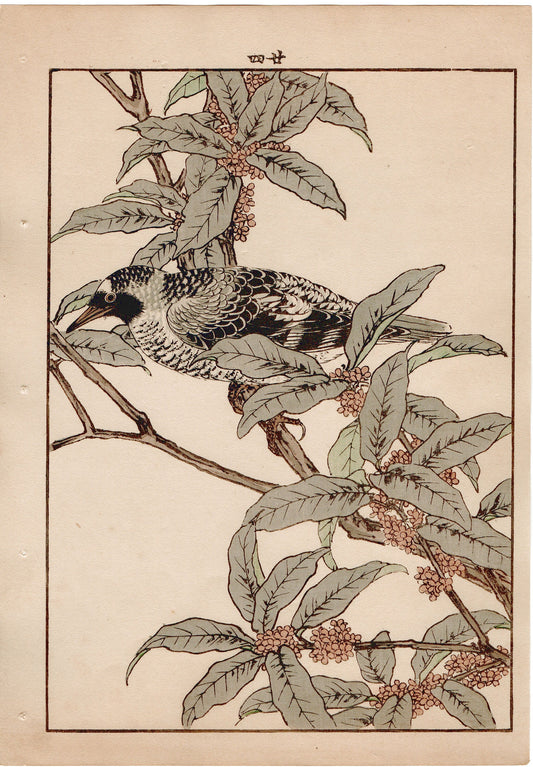 1892, Japanese Antique Original Woodblock Print, Imao Keinen, "Fragrant orange-colored olive, Kamchatka leaf warbler"