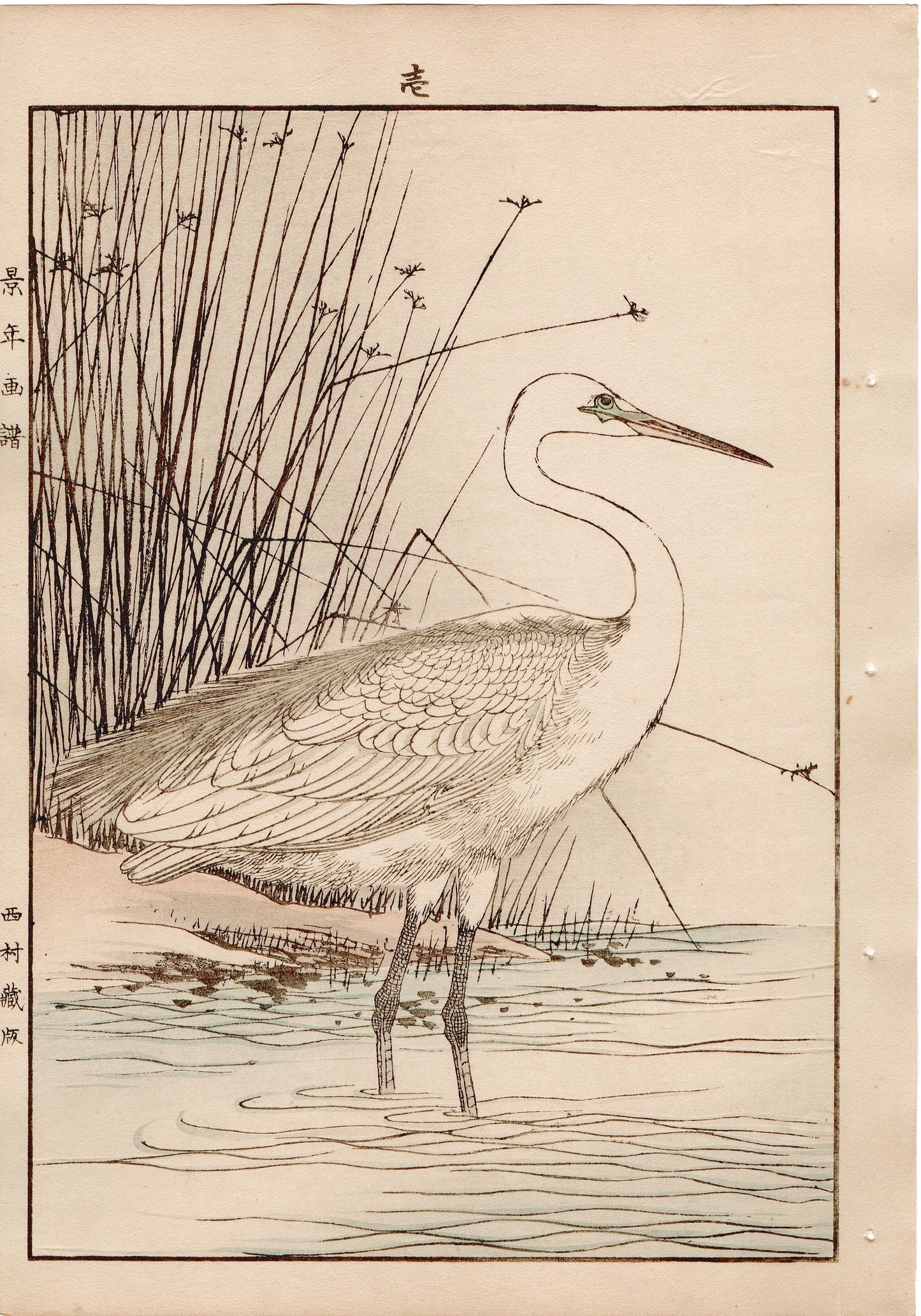 Japanese Antique Original Woodcut Print, 1892, Imao Keinen, "Juncus decipiens, Great egret"