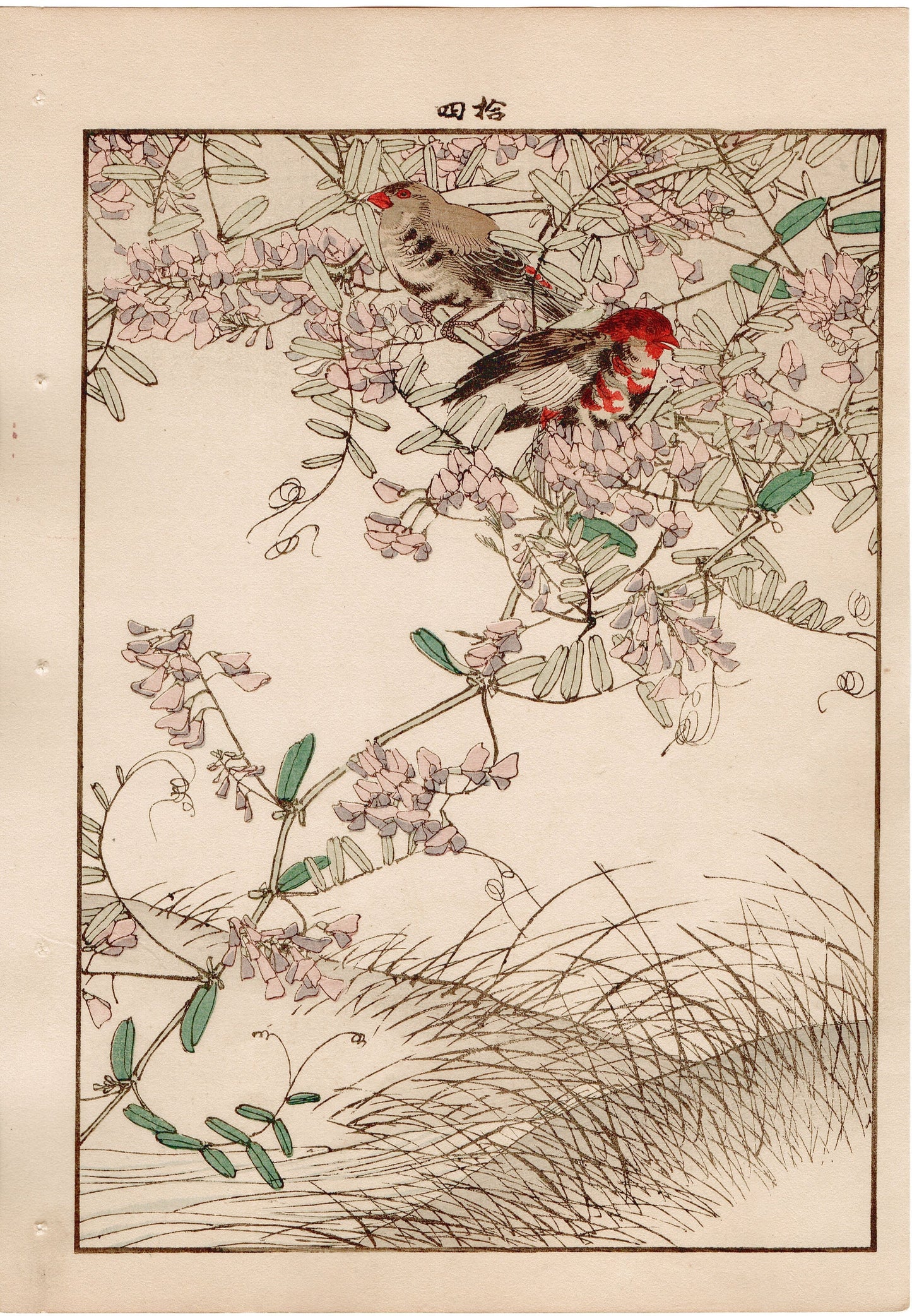 Japanese Antique Original Woodcut Print, 1892, Imao Keinen, " Tufted vetch, Red avadavat"