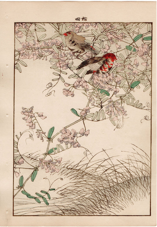 Japanese Antique Original Woodcut Print, 1892, Imao Keinen, " Tufted vetch, Red avadavat"