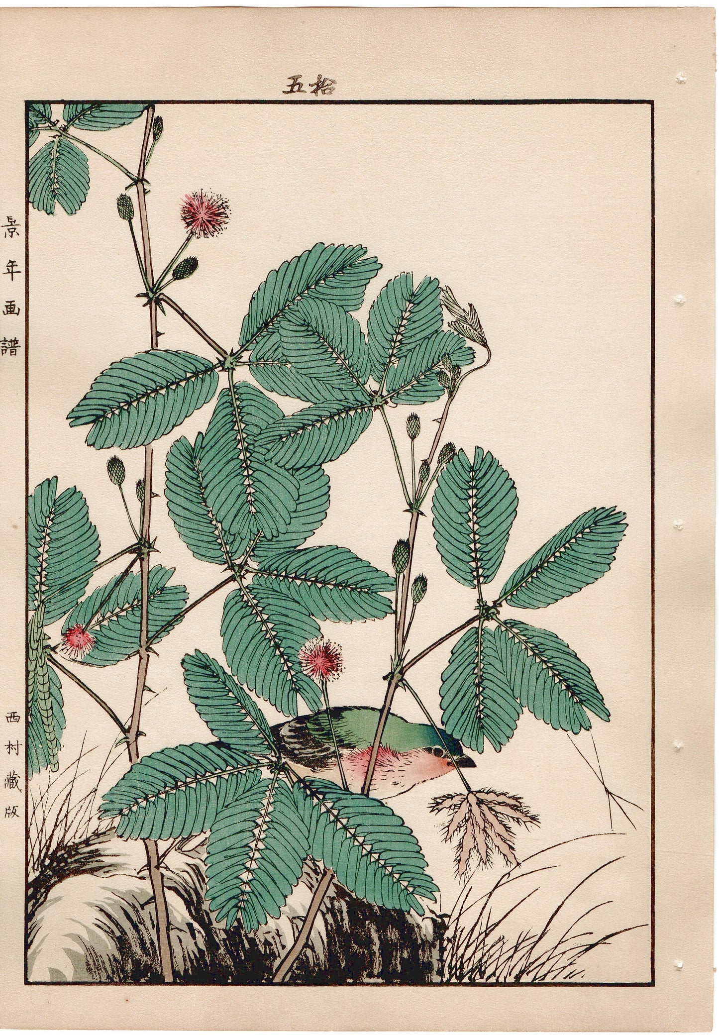 Japanese Antique Original Woodcut Print, 1892, Imao Keinen, "Sensitive plant, Pin-tailed parrotfinch"