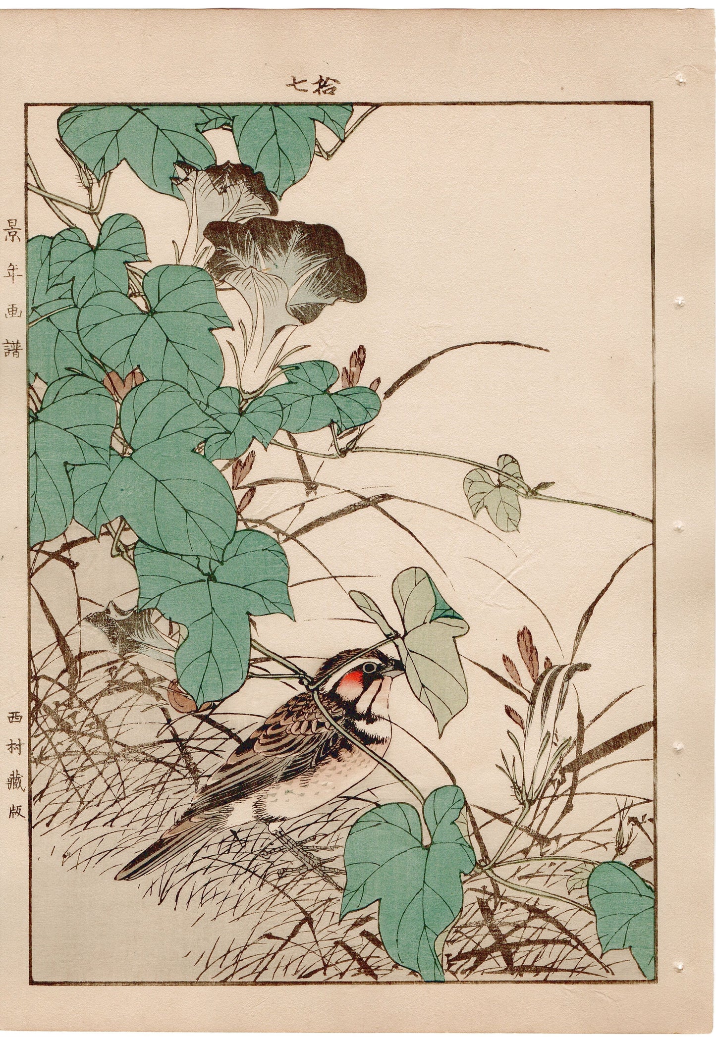 Japanese Antique Original Woodcut Print, 1892, Imao Keinen, "Japanese morning-glory, Chestnut-eared bunting"