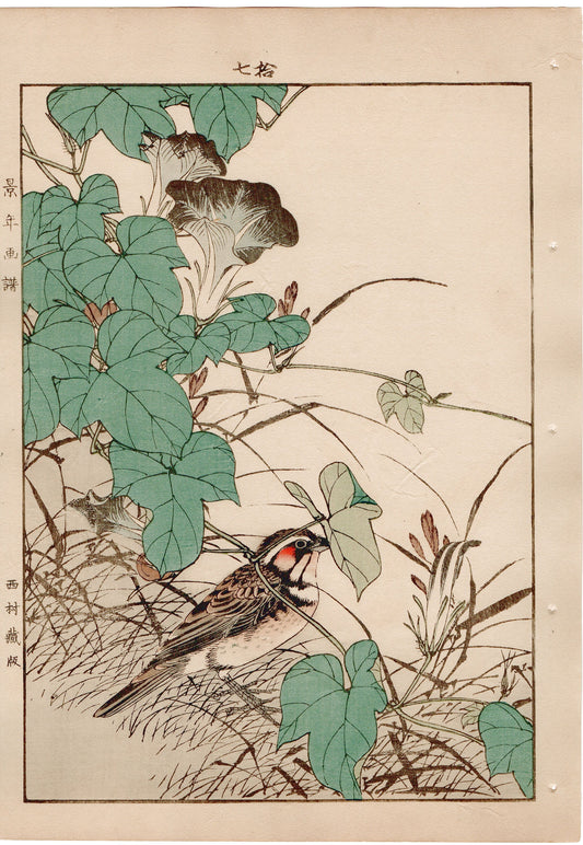Japanese Antique Original Woodcut Print, 1892, Imao Keinen, "Japanese morning-glory, Chestnut-eared bunting"