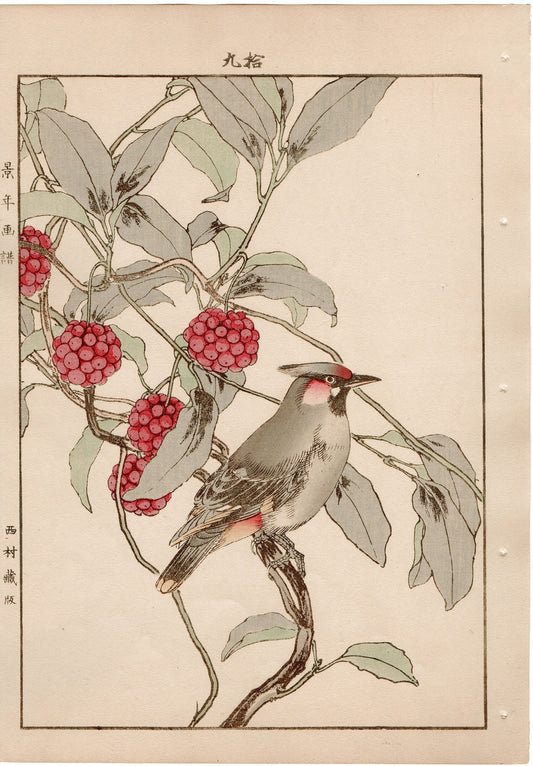 Japanese Antique Original Woodcut Print, 1892, Imao Keinen, "Japanese kadsura, Bohemian waxwing"