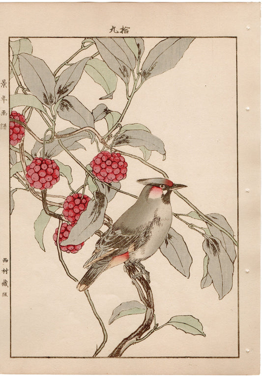 Japanese Antique Original Woodcut Print, 1892, Imao Keinen, "Japanese kadsura, Bohemian waxwing"
