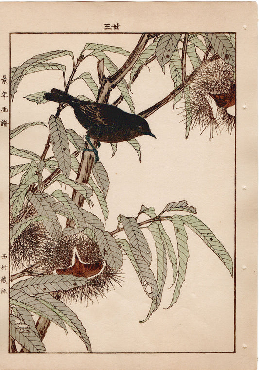 Japanese Antique Original Woodcut Print, 1892, Imao Keinen, "Japanese chestnut, Southern black tit"