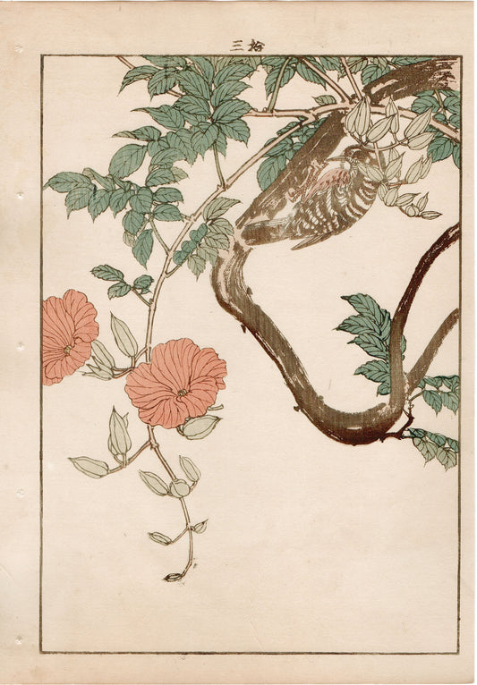 Japanese Antique Original Woodcut Print, 1892, Imao Keinen, "Chinese trumpet vine, Japanese Pygmy Woodpecker"