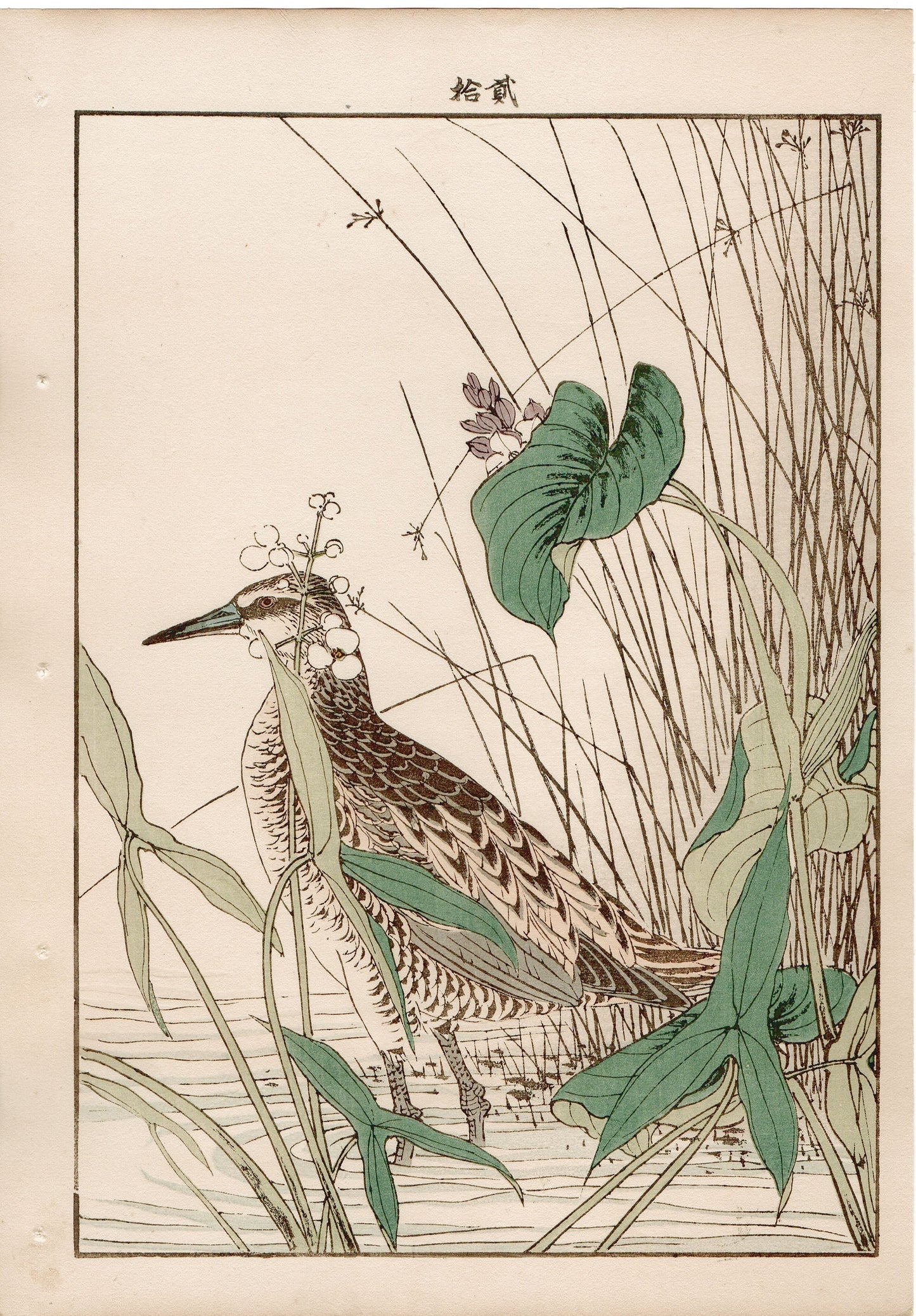 Japanese Antique Original Woodcut Print, 1892, Imao Keinen, "Monochoria korsakowii, Arrowhead, Water rail"