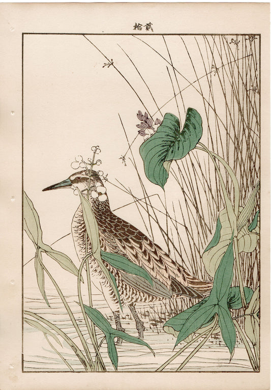 Japanese Antique Original Woodcut Print, 1892, Imao Keinen, "Monochoria korsakowii, Arrowhead, Water rail"