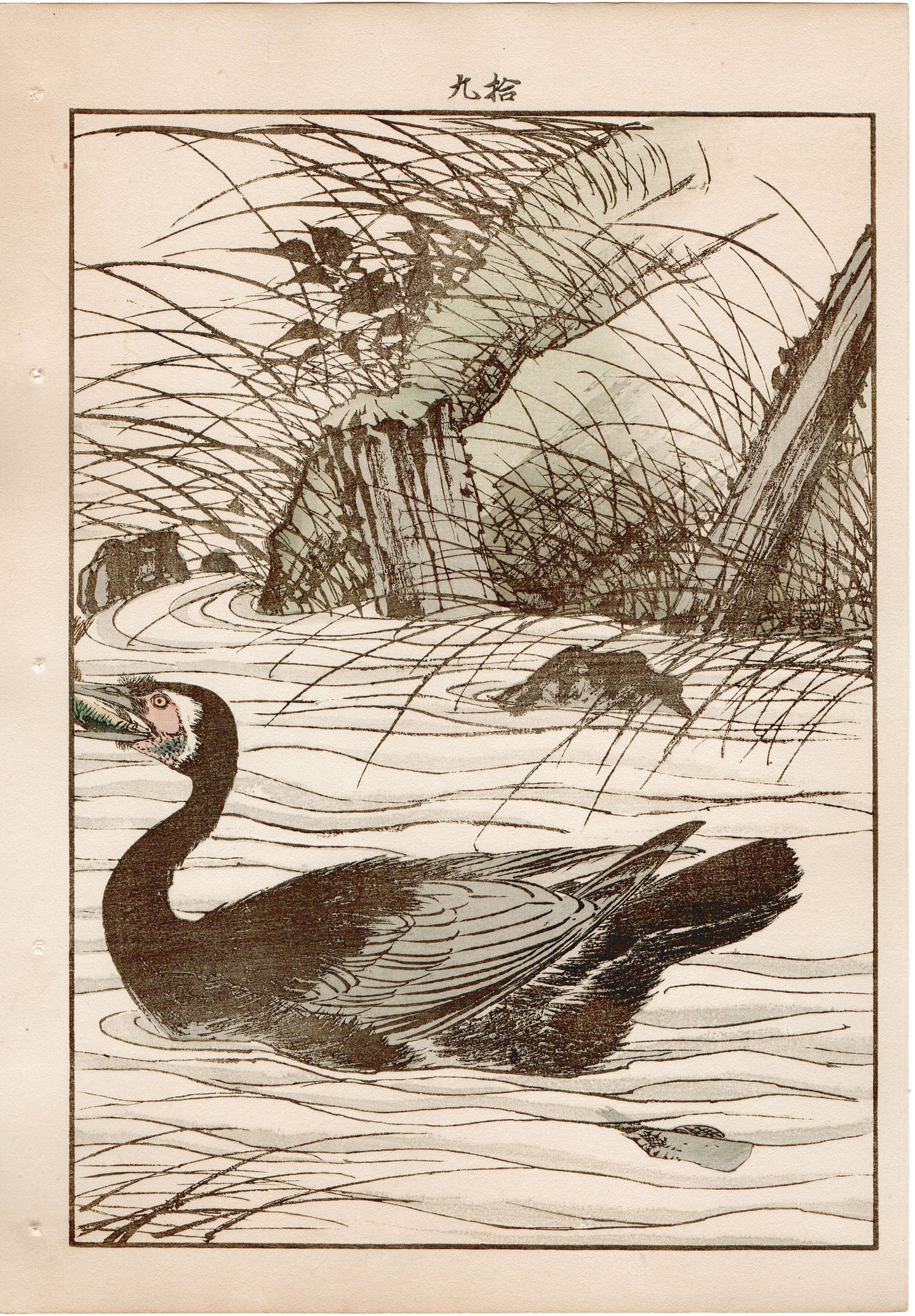Japanese Antique Original Woodcut Print, 1892, Imao Keinen, "Clematis ternifora, Thatch, cormorant"