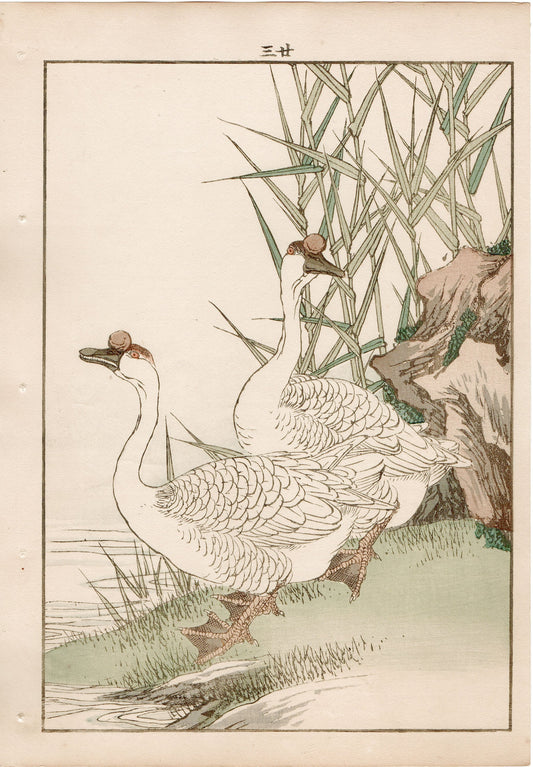 Japanese Antique Original Woodcut Print, 1892, Imao Keinen, "Reed, Goose"