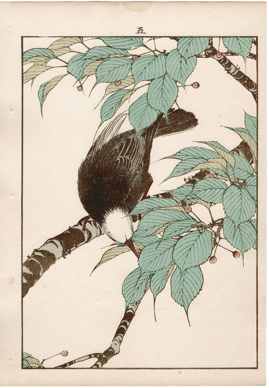 Japanese Antique Original Woodcut Print, 1892, Imao Keinen, "Cherries, Chinese bulbul"