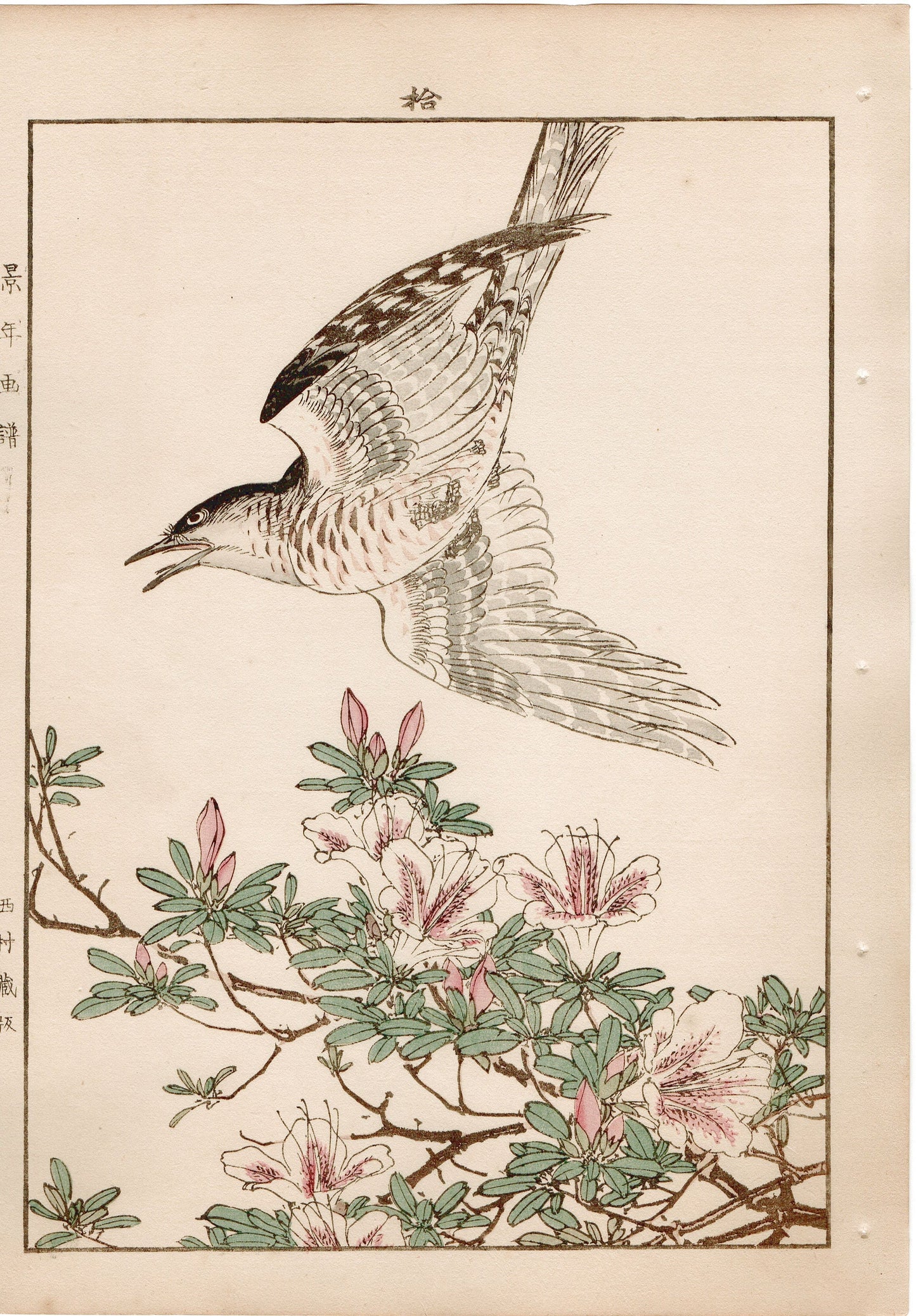 Japanese Antique Original Woodcut Print, 1892, Imao Keinen, "Rhododendron, Lesser Cuckoo"