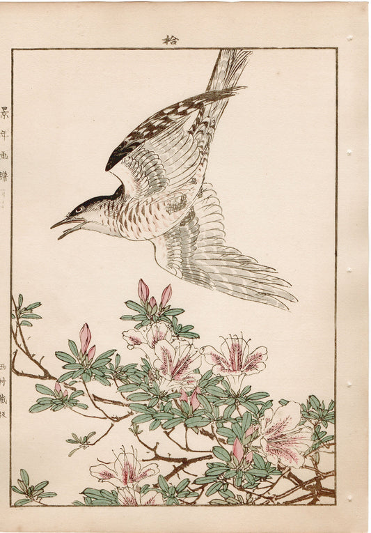 Japanese Antique Original Woodcut Print, 1892, Imao Keinen, "Rhododendron, Lesser Cuckoo"