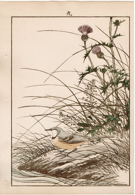 Japanese Antique Original Woodcut Print, 1892, Imao Keinen, "Japanese thistle, Grey Wagtail"