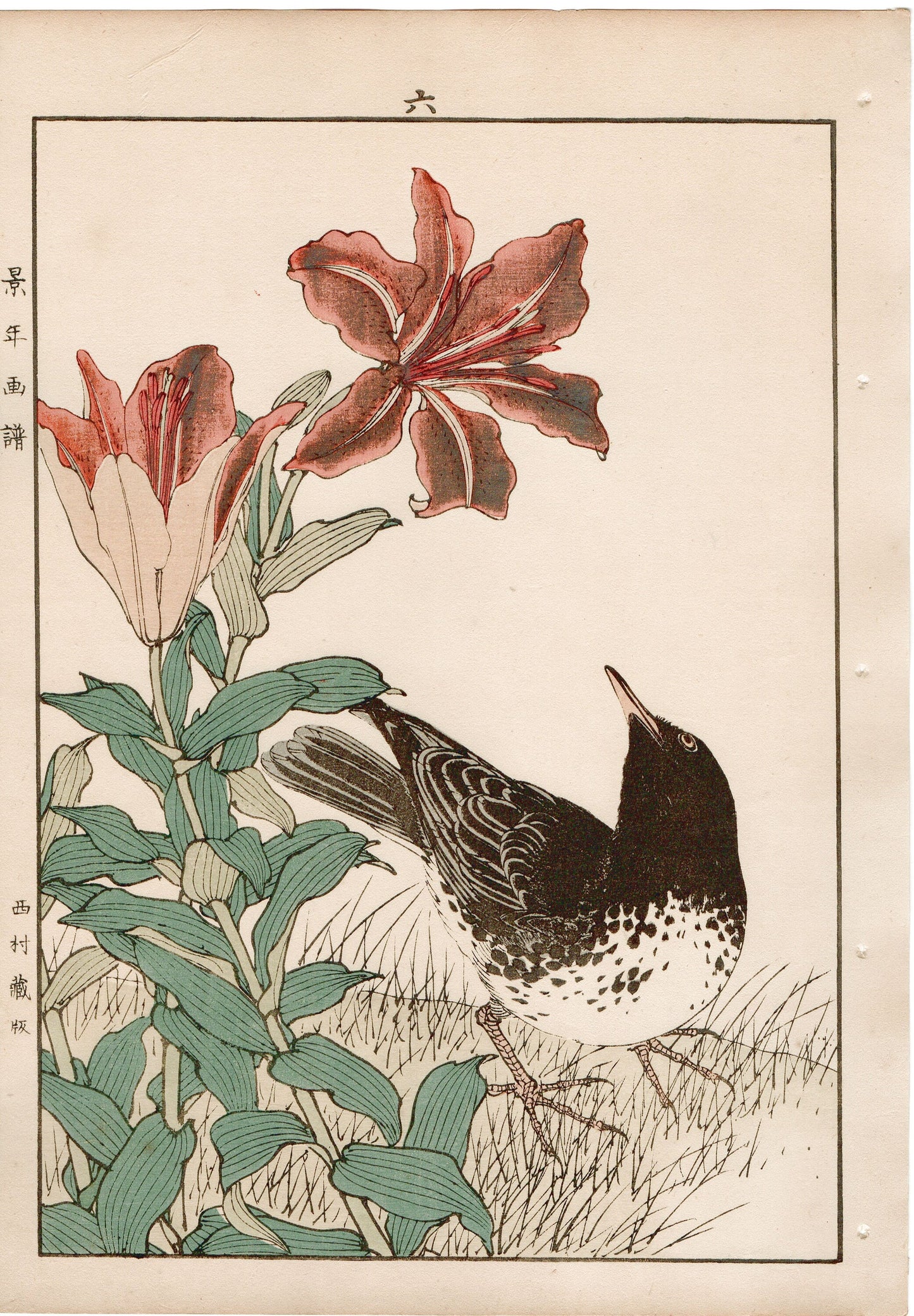 Japanese Antique Original Woodcut Print, 1892, Imao Keinen, "Star lily, Japanese Thrush"