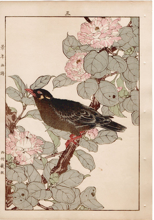 Japanese Antique Original Woodcut Print, 1892, Imao Keinen, " Camellia (Yae Tsubaki), Hill myna (Kyukancho) "