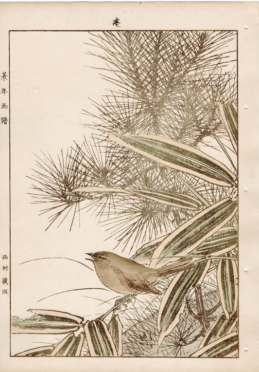 Japanese Antique Original Woodcut Print, 1892, Imao Keinen, " Young pine (Wakamatsu), Kumazasa, Bush warbler(Uguisu) "