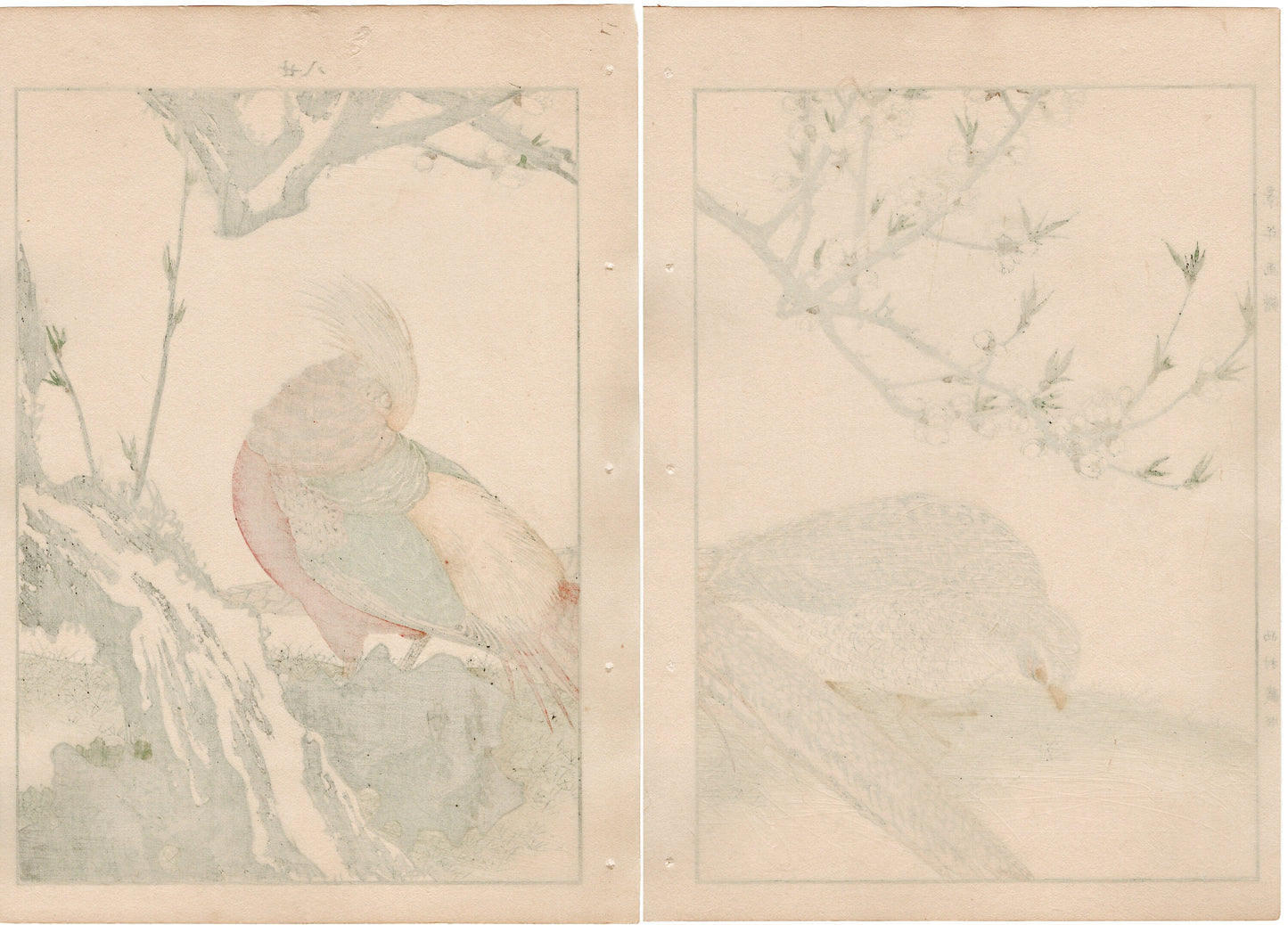 Japanese Antique Original Woodcut Print, 1892, Imao Keinen, " Yaemomo, Golden Pheasant (Kinkei) "