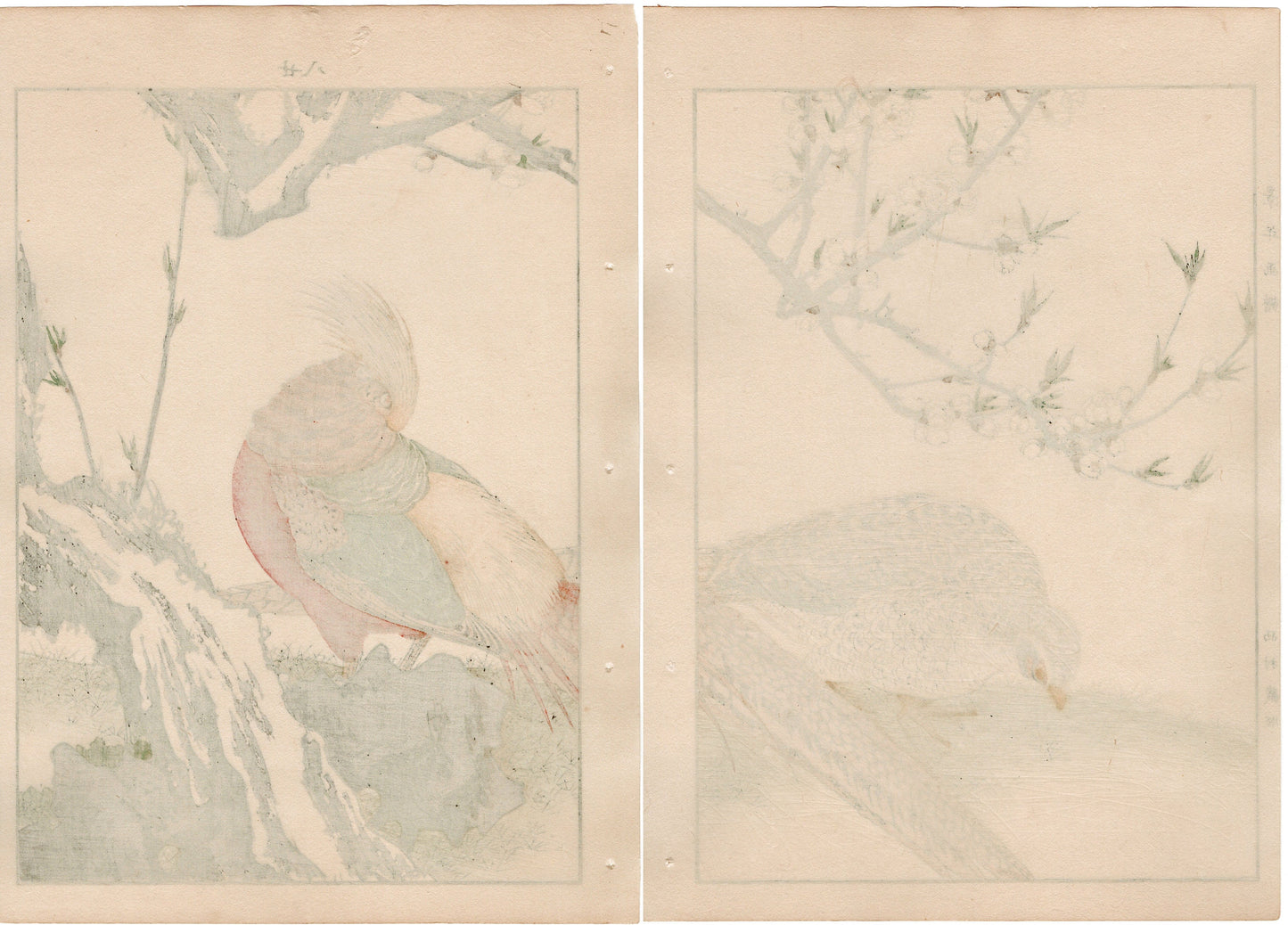 Japanese Antique Original Woodcut Print, 1892, Imao Keinen, " Yaemomo, Golden Pheasant (Kinkei) "