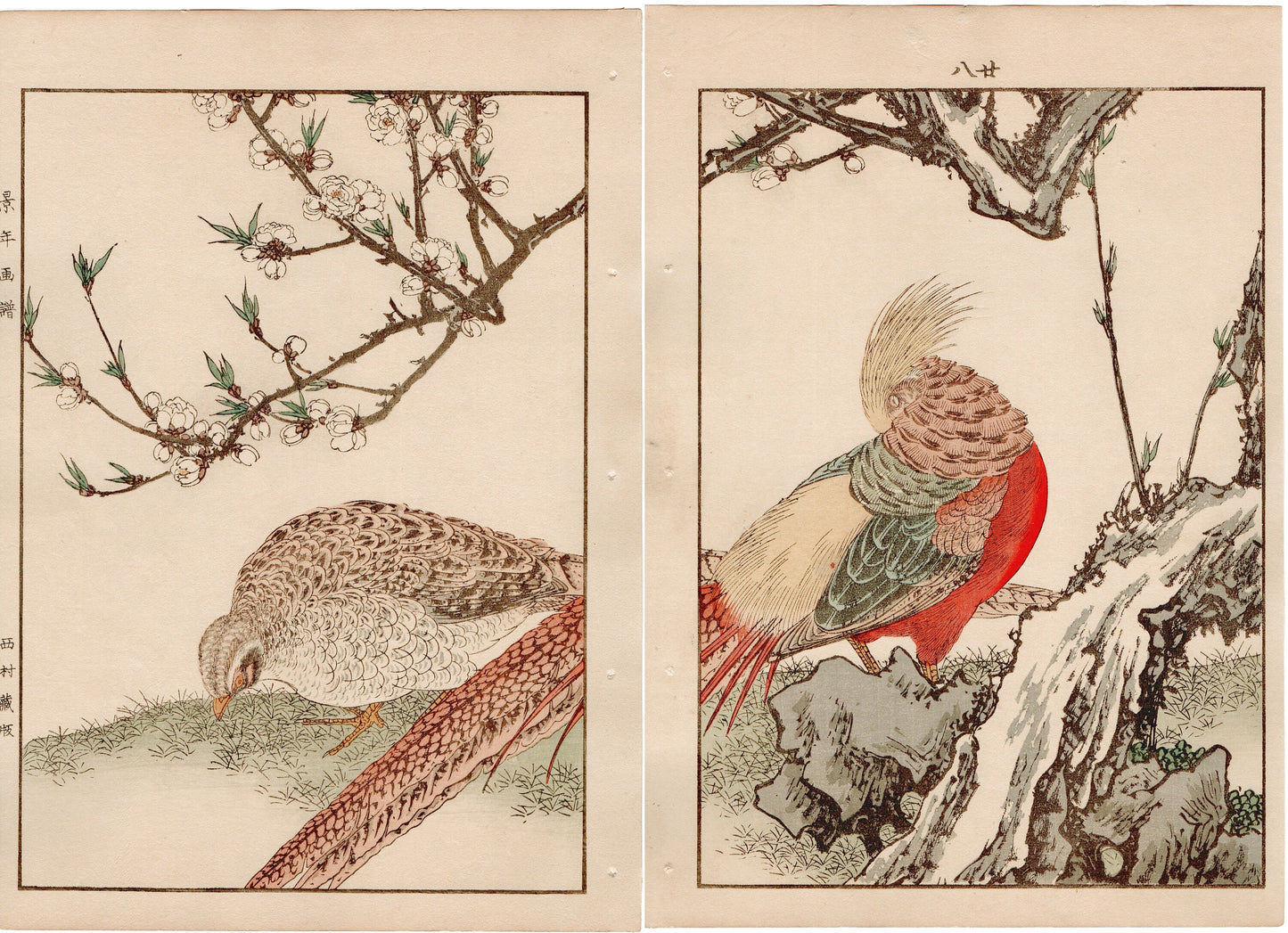 Japanese Antique Original Woodcut Print, 1892, Imao Keinen, " Yaemomo, Golden Pheasant (Kinkei) "