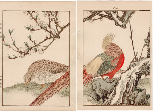 Japanese Antique Original Woodcut Print, 1892, Imao Keinen, " Yaemomo, Golden Pheasant (Kinkei) "
